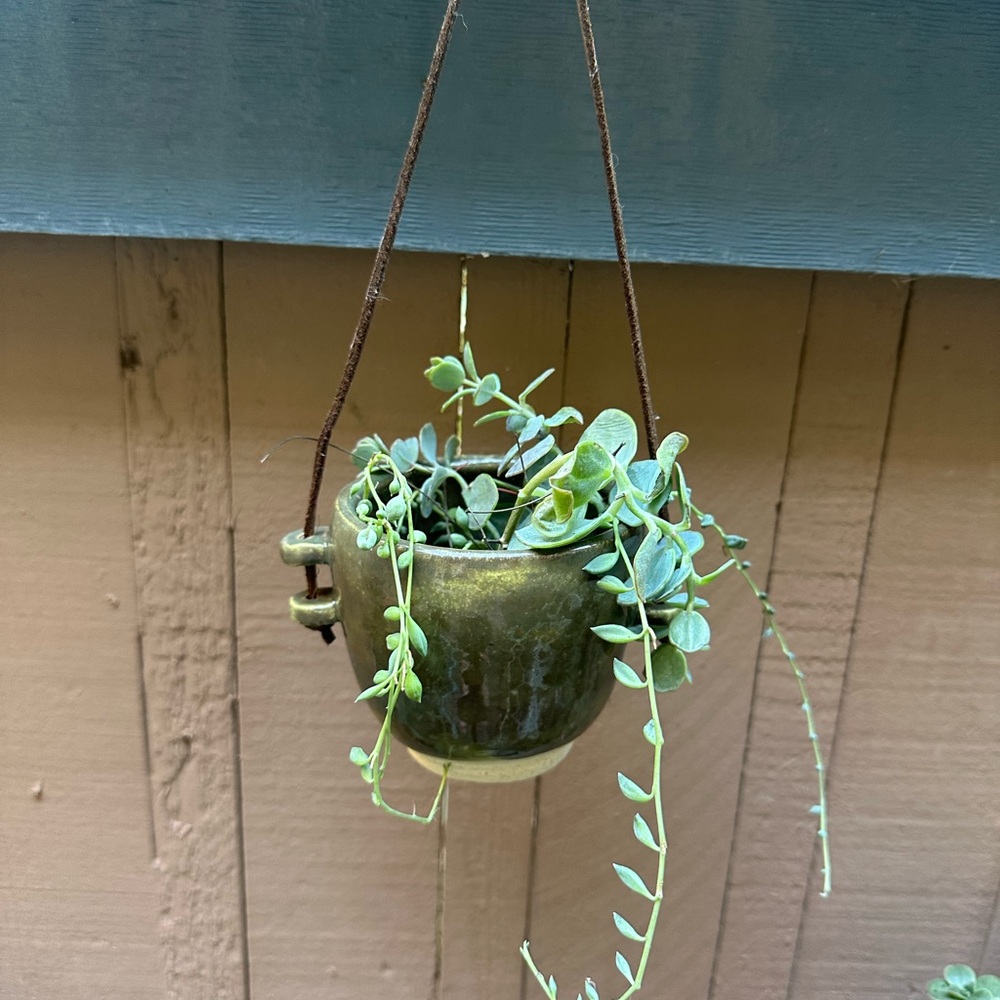 Wheel thrown seaweed green stoneware planter vessel with real leather strap